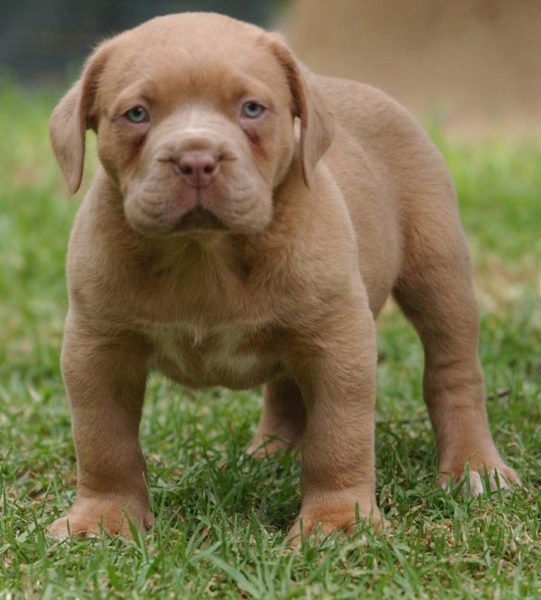 LOS PERRO MAS PEQUENOS los perro mas pequenos: