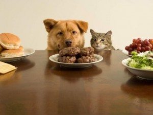 Control de alimentos y peso de nuestro perro