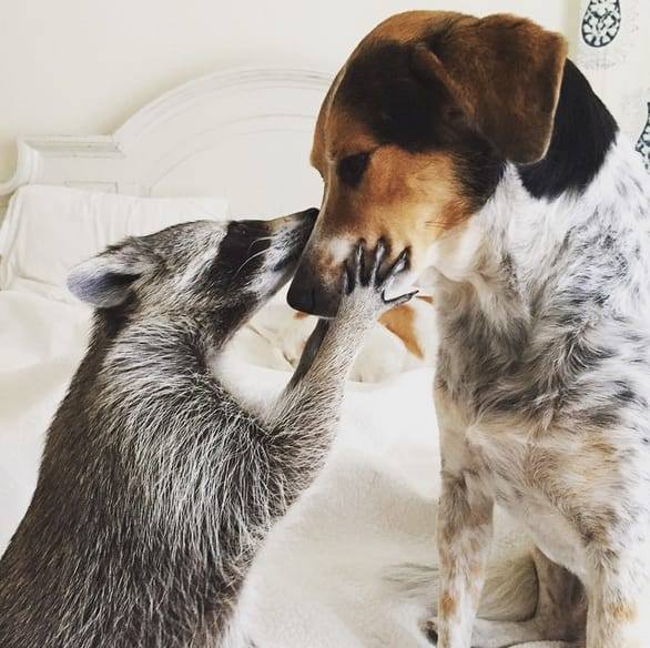 PUMPKIN THE RACCOON