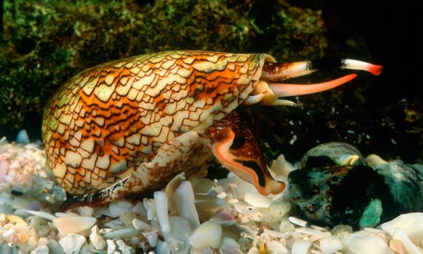 animales más peligrosos del mundo