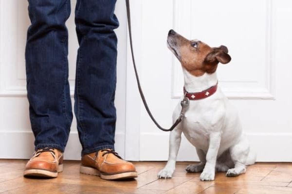 Cómo curar una infección de orina en perros: Consejos mas importantes