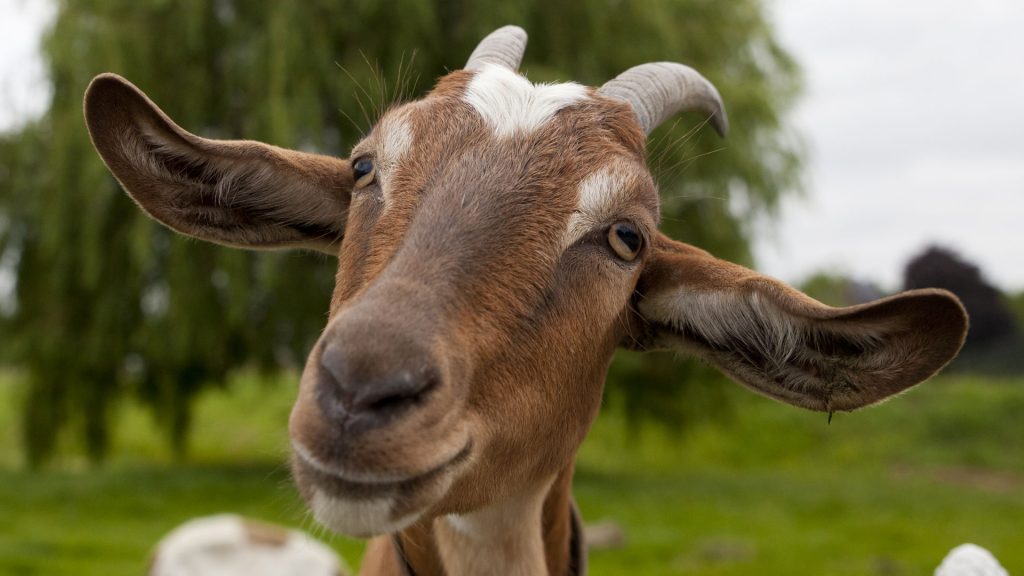 Sonidos de animales, ¿sabes cómo se llaman los sonidos de las mascotas y animales de granja