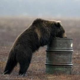 osos adictos al queroseno