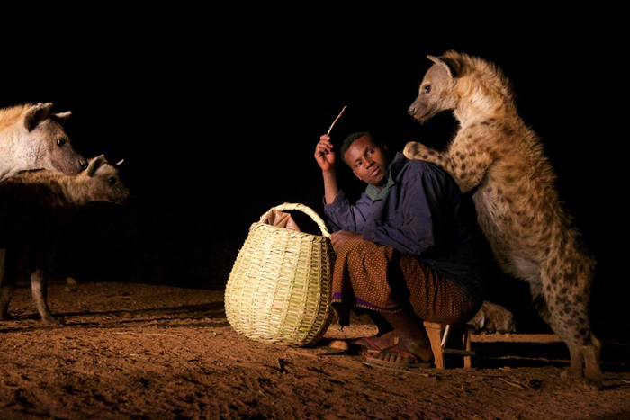 hienas que habitan en harar hienas que habitan en harar
