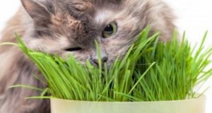 gato come plantas