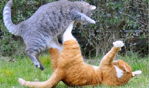 Cómo frenar las peleas entre gatos