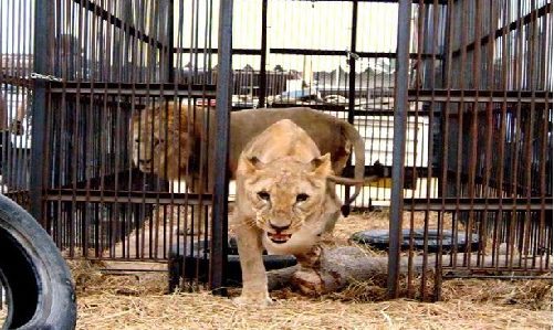 La sorprendente historia de los 33 leones rescatados