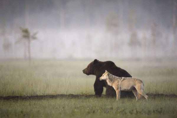amistad entre un lobo y un oso