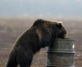 osos adictos al queroseno