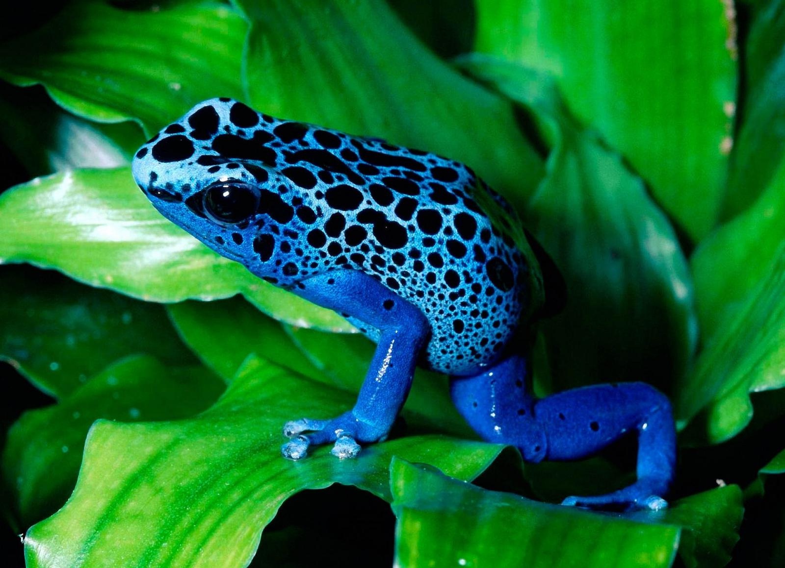 Las fascinante y peligrosa rana azul Dendrobates Tinctorius Mundo
