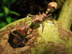 hormigas bengalíes