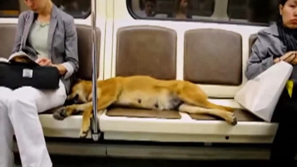 perros metro Moscú