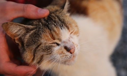 Que Echar Para Que Un Gato No Se Orine