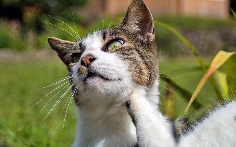 insectos en la piel de los gatos